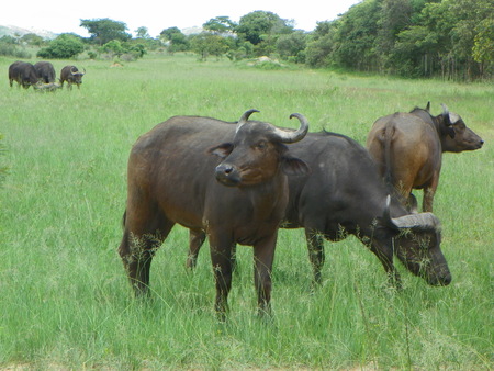 Cape Buffalo in Zimbabweの写真素材