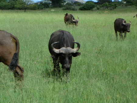 Cape Buffalo Herdの写真素材