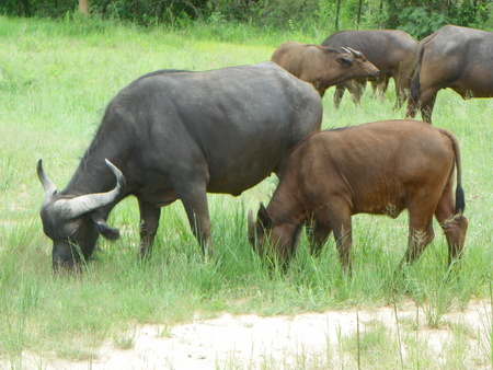 Cape Buffaloの写真素材
