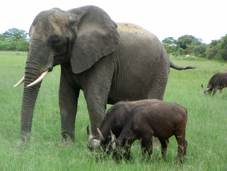 Elephant and Cape Buffaloの写真素材
