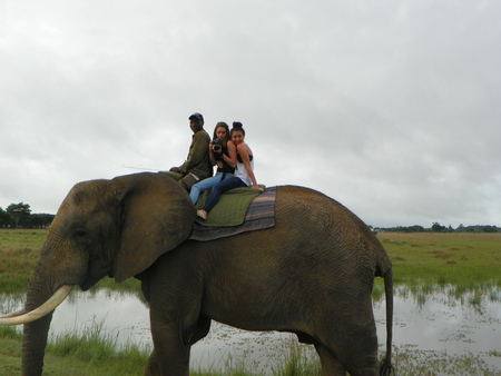 Elephant ride on game reserveの写真素材