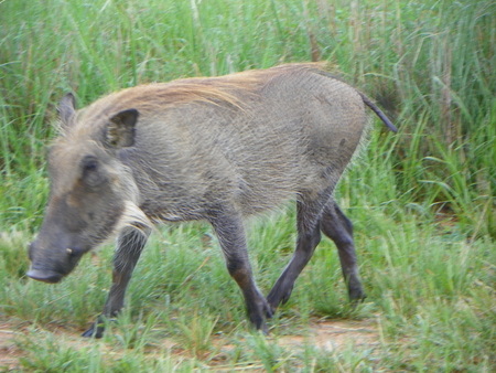 Warthogの写真素材