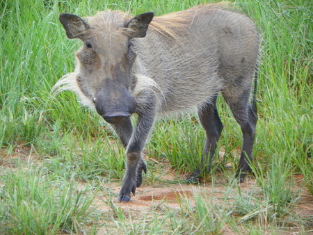Warthogの写真素材