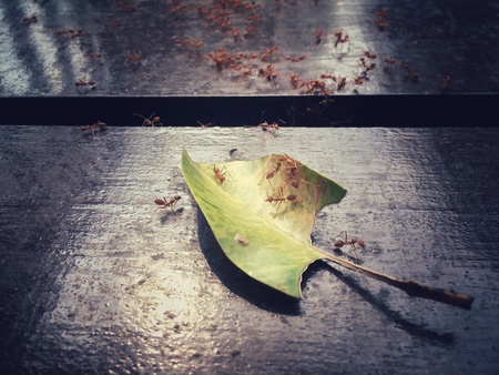 Red ants fighting for survivalの素材