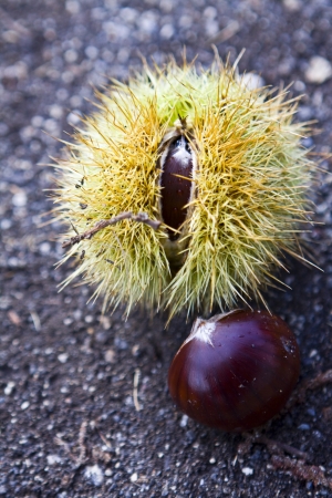 Chestnut and curly just fallen from the treeの写真素材