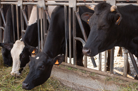 Cattle feeding in a farm