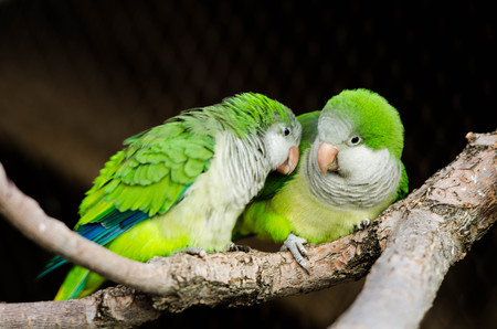 2 Love Birds Parakeets on a Branchの写真素材