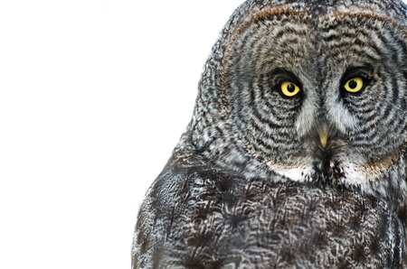 Owl on White Backgroundの写真素材