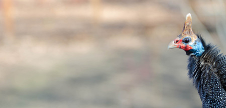 Turkey Profile with Negative Spaceの写真素材