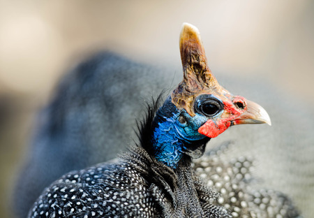 Bird with Horn Close Up