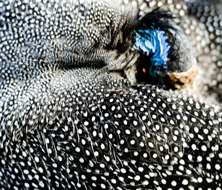 Polka Dot Bird Feather Abstract