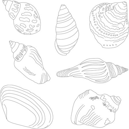 A set of hand-drawn shells. marine kit. Linear illustrations.のイラスト素材