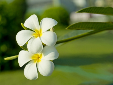 white plumeria flowerの写真素材