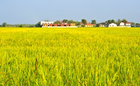 Rice farms in the surrounding community.の写真素材