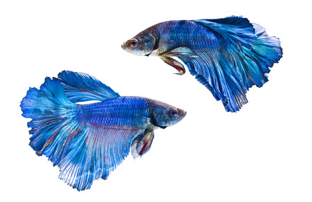 Siamese fighting fish, on white background.の写真素材