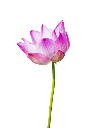 magenta lotus flowerの写真素材