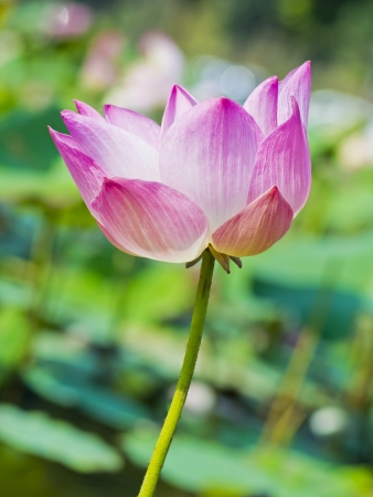 magenta lotus flower blooming in the pondの写真素材
