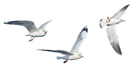 different seagulls isolated on white background.の写真素材