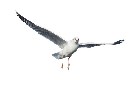 Four different seagulls isolated on white background.の写真素材