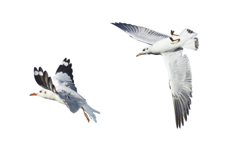 different seagulls isolated on white background.の写真素材