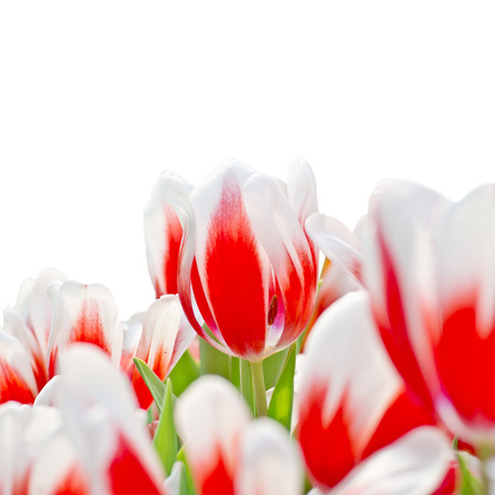 red tulips isolated on white backgroundの写真素材
