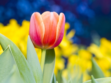 Close-up red tulip flowers in gardenの写真素材