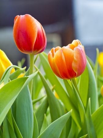 Close-up red tulip flowers in garden
の写真素材
