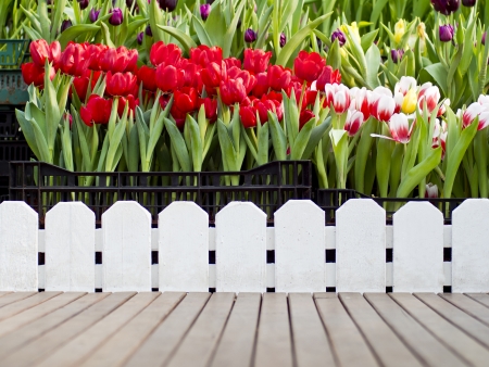 fresh of colorful tulips in gardenの写真素材