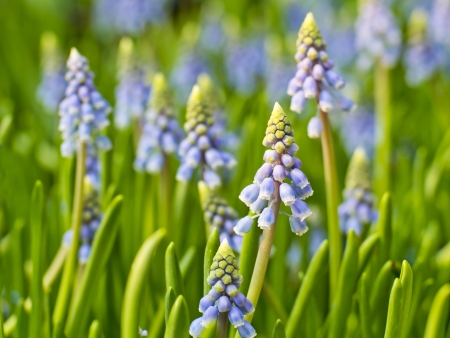 muscari armeniacum in Thailandの写真素材