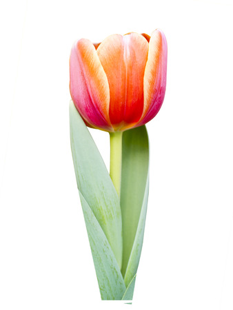 Tulip orange Isolated on white background.の写真素材