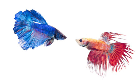 two types of fighting fishの写真素材