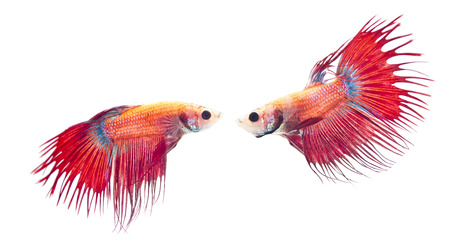 Two Red Crowntail was going to fight.の写真素材