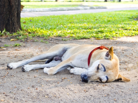 stray dog in Thailandの写真素材
