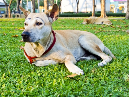 Stray dogs in the park from Thailand.の写真素材