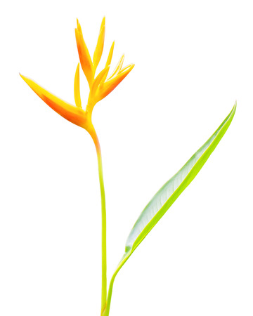 heliconia flower isolated on white backgroundの写真素材