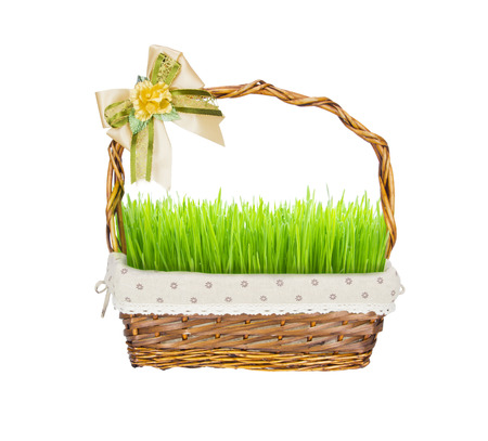 green wheat sprout on basket isolated on white background の写真素材