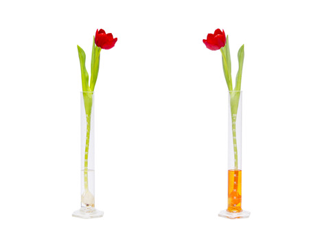 Tulip flower isolated on white backgroundの写真素材