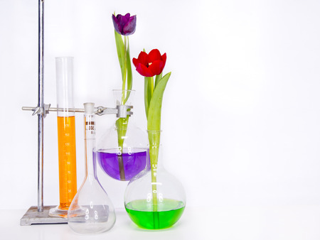 tulips flower in a test tubeの写真素材