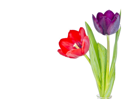 Purple tulips and red tulip isolated on white backgroundの写真素材