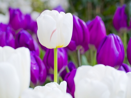 Beautiful spring flowers, tulipの写真素材