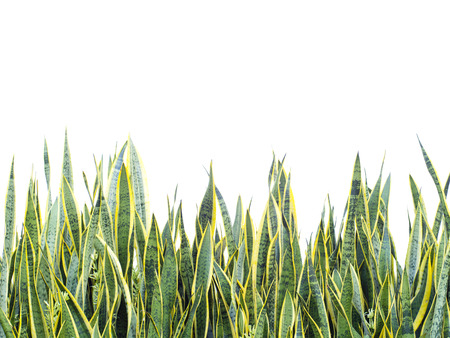 grass isolated on white backgroundの写真素材