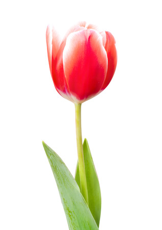 tulip isolated on white backgroundの写真素材