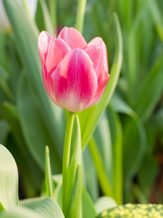 Beautiful spring flowers, tulipの写真素材