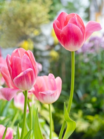 Beautiful spring flowers, tulipの写真素材