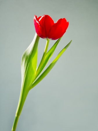 Beautiful spring flowers, tulipの写真素材