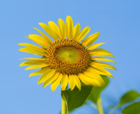 Sunflower on a background of blue skyの写真素材