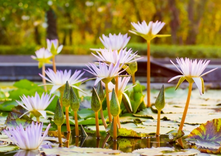 group of lotus flowersの写真素材