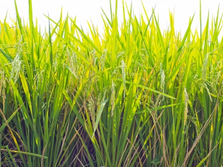 rice to harvest on the farmの写真素材