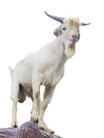 Goat standing up isolated on a white backgroundの写真素材