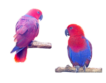 Two macaw parrot isolated on white backgroundの写真素材